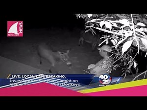 Hombre fue sorprendido teniendo intimidad ¡con un burro!