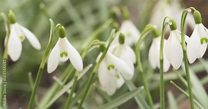 Slow motion pan of white snowdrops in sunny spring morning slide move, 4k 60fps prores footage