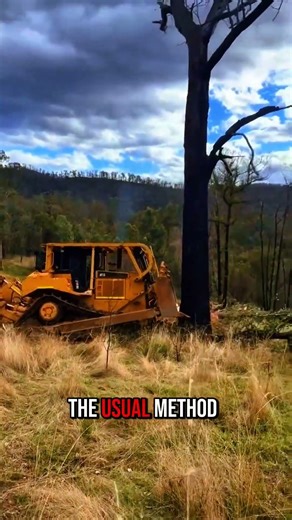 large-scale deforestation #feedshorts #shortvideo #woodworking