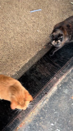 Morning Greetings from Momma and the Babies