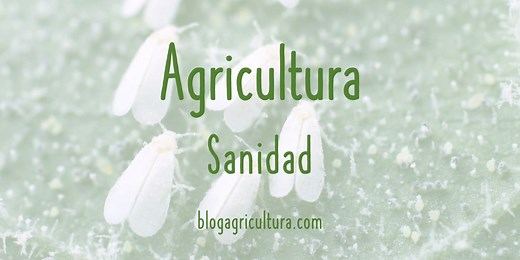 Plagas de cultivos agrícolas: Trips (Frankliniella occidentalis) - Blog Agricultura