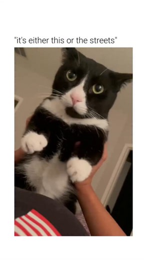Cat Humors on Instagram: "This video features a domestic cat being held upright while a rhythmic vocal melody plays in the background. The Subject The subject is a tuxedo cat, characterized by its distinct black and white coat pattern. It remains relatively still while being supported by a human, displaying a calm or neutral temperament common in socialized household pets. The Mechanism The video utilizes a "POV" (point of view) text overlay to create a relatable narrative. The audio consists of