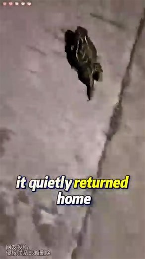 Man_s House Taken Over by an Army of Frogs | Whale Zoos