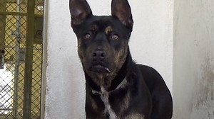 6.2K views · 57 reactions | RESCUED - moved to SAFE Album on 06/25...