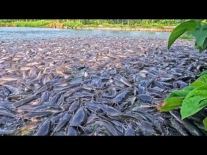 LELE LIAR!! They given food for wild catfish