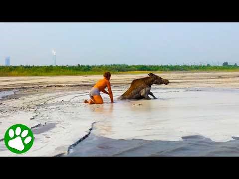 Giant moose stuck in mud gets dramatic rescue