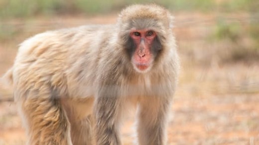 South Texas town home to largest free-roaming monkey sanctuary in the U.S.