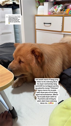 Understanding Pyometra: Symptoms and Care for Dogs