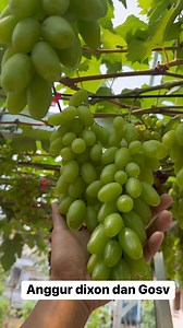 Perawatan khusus terhadap anggur Dixon : 1. Kasih calsium dan kalium yang tinggi seminggu sekali. 2. Kurangi penyiraman air ketika 100 hari setelah prunning pembuahan agar buah tidak lembek dan mudah pecah. #kebunanggur #garutgrapegarden #grapefarm #urbanfarming | FAjar Hambali