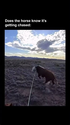 The cow said "my turn now." #cowboys #cowboy #cowboylife #unexpected #viral #animals