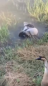 10M views · 49K reactions | python  wrapped around goose 謹 | Gavin Gordon | Facebook