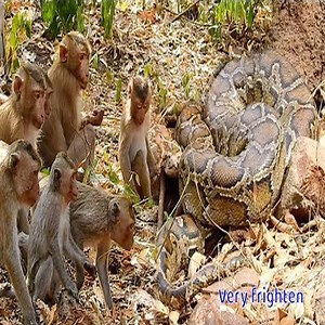 155K views · 2.6K reactions | Python had Eaten Monkey On Tree - And The End for the Daredevil | Cute Snake TV | Facebook
