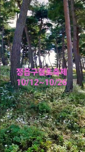 (25.10/9촬영) 12 #식물 #자연 #여행 #관광 #꽃 #지역축제 #정읍구절초축제 #구절초 #구절초꽃 #정읍시 #산내면