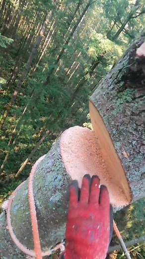 Chillin in the backwoods #fyp #foryoupage #treework #logging