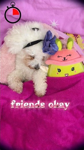 Aesthetic Puppy Bedtime Routine 😴 | Reading a Lullaby to My Sleepy Dog for Deep Relaxation