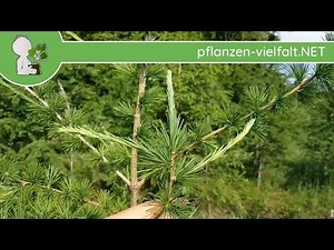 Europ. Lärche - Lang- & Kurztriebe - 21.05.18 (Larix decidua) - Bäume (Blätter) Bestimmung
