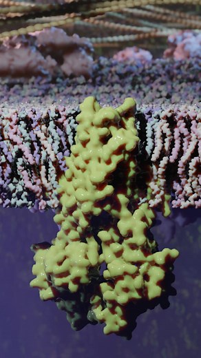 The ATP-binding cassette (ABC) transporter | Ribosome Studio