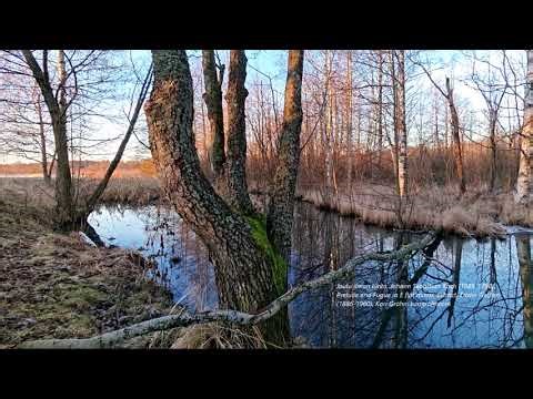Joulu ilman lunta, Bach, Prelude and Fugue in E flat minor, Edwin Fischer, Kari Gröhn, karigrohncom