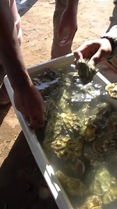 20K views · 510 reactions | Lao & Hmong Farmers in Fresno, California...