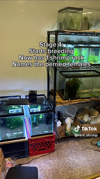 Beginner's Guide to One Tank Shrimp Care