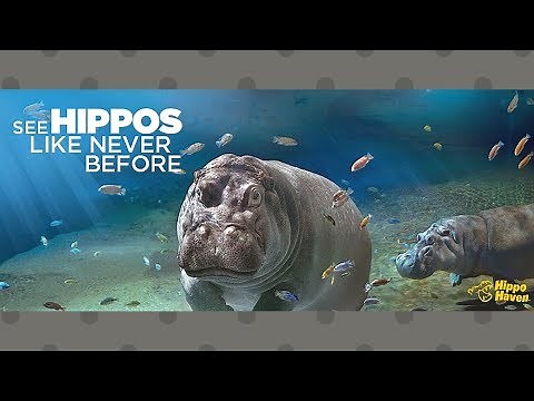Real Life Hippopotamus at Adventure Aquarium Hippo Haven