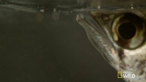 Watch the sharpshooting Archer Fish take aim at his prey with a "liquid bullet" that he creates in his mouth, tonight at 10/9c. #WildSriLanka | National Geographic Animals