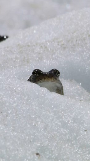 341K views · 2.7K reactions | These European common frogs emerge from hibernation after months hidden under the ice. As the spring arrives, it triggers a race to the local frog breeding pool high in the mountains  #PlanetEarth3 | BBC Earth | Facebook