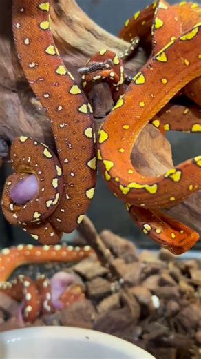 Kamolchanok Lamsam (K) | Red Green Tree Python 🐍 #สวนจตุจักร #อุปกรณ์ #สัตว์เลี้ยง #สัตว์ #งู #งูคอร์น #งูบอล #งูคิง #kingsnake #cornsnake #ballpython #milksnake... | Instagram