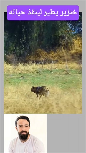 خنزير يطير لينقذ حياته #حيوانات_برية #الحياة_البرية #الحيوانات_المفترسة #الحيوانات #غرائب #خنزير