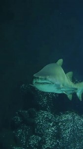 Underwater Scene Sharks Marine Life Swimming Stock Footage Video (100% Royalty-free) 3791634119 | Shutterstock