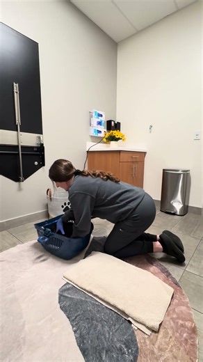 Penn Foster Externship 02 Skill 44: Rabbit Restraint