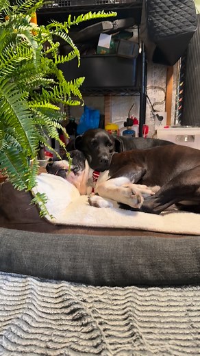 19 reactions · 3 comments | The Lion Sleeps 女 #doglover #fyp #dog #pitbull | Danielle Deschamps | Facebook