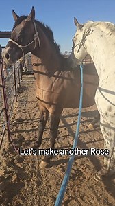 Appaloosa Horse Breeding: An Overview