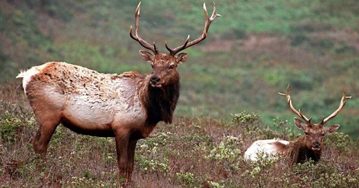 DNR reminds hunters about elk hunting license application deadline approaching