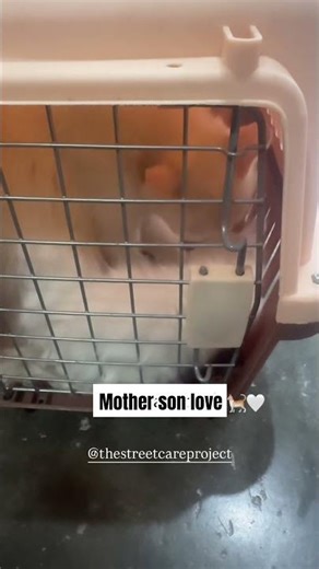 Persian cat & baby abondoned by family #love #persiancats #shorts #goshelter #catloves #pets #cat