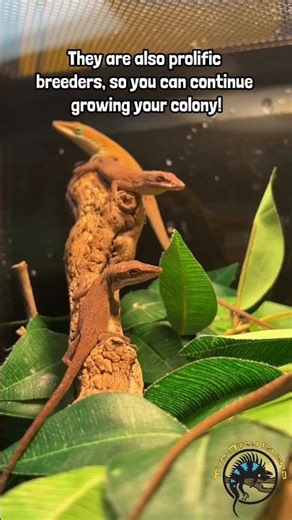 Do you want a small and entertaining pet? Check out these Anoles! #lizard #reptiles #pets #cute