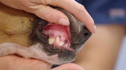 What happened when a cat may have been bitten by a deadly snake