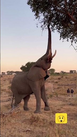 Mind-Blowing! Watch This Elephant Incredible Trunk Skills Reach for the Top Tree Branch!