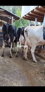 2.1K views · 28 reactions | Dairy farming with the best pedigree cows producing 34+ to 40 litres per day. price range of 230k to 270k for purchase and delivery   service call or WhatsApp  ☎️ 0704440779 | Githunguri dairy farmers.breeders | Facebook