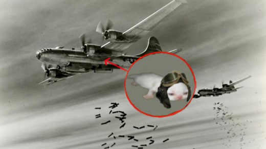 Red Circle Perpetrators | Know Your Meme