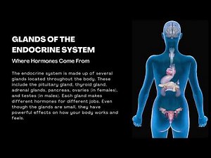 The Endocrine System: Hormones & Body Balance Explained