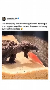 2M views · 9.5K reactions | The unique hunting strategy of the...