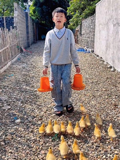 Exploring the Joy of Ducklings on TikTok