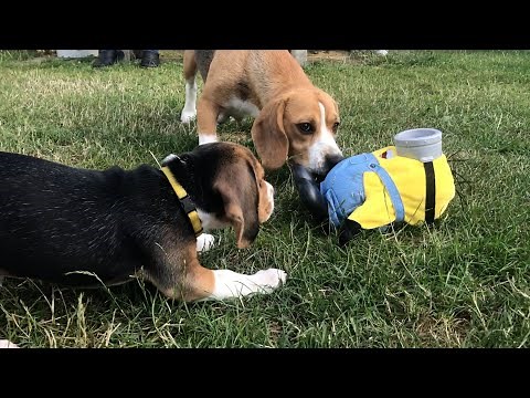 Why Beagles Are the Best Dogs: Funny and Heartwarming Moments!