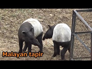 Malayan couple playing