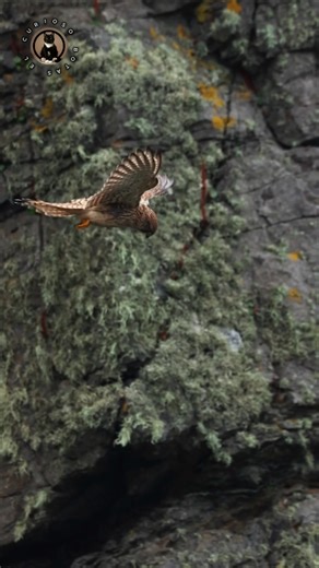 A bird with Stationary mode #shorts #viralvideo #viralshorts