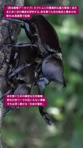 【昆虫衝撃アーカイブ】カブトムシの驚異的な重力無視！逆さまに歩く足の構造を研究する。命を繋ぐための執念と驚きの生態を4K高画質で記録 #カブトムシ #身体能力 #昆虫図鑑 #昆虫観察 #insects