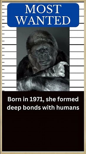 GORILLA Hall of Fame: Meet KOKO, the Sign Language Gorilla 🦍