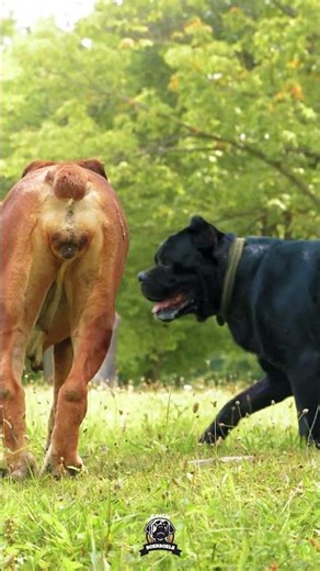 Corso Tested the WRONG Boerboel