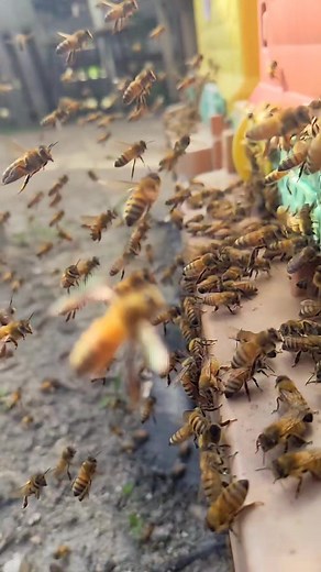 Nasonov pheromone 🐝 Nasonov pheromone is produced by the Nasonov glands in honeybees. Each colony has a unique and distinct scent that allows the bees to identify members of the same hive. Honeybees use the Nasanov pheromone as a powerful means of communication. By releasing this pheromone, they can convey important messages to other bees within their colony, such as the location of food sources, the presence of threats, or the need to gather together The Nasanov pheromone is released by bees t